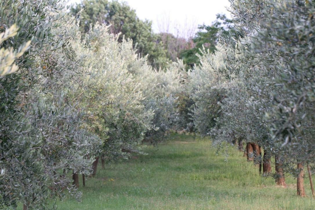 Premantura Olive Garden Villa Exterior foto